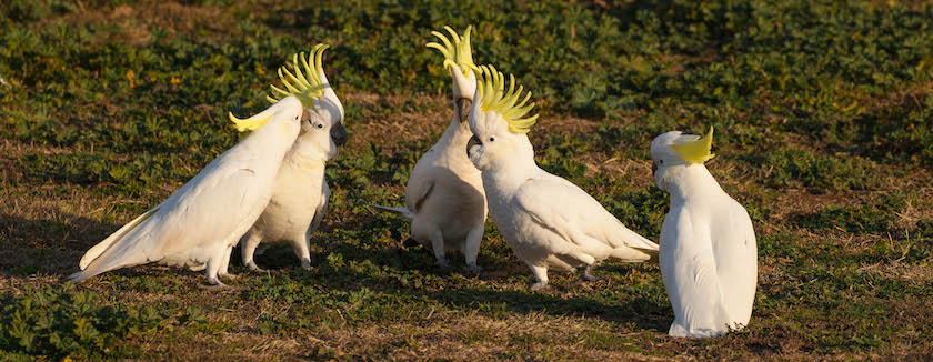 Sulphur-crested