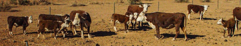 Moo cows